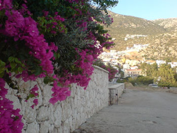 Bougainvilleas